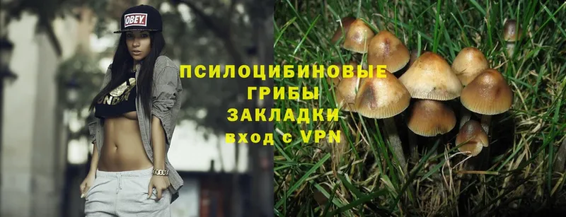 Псилоцибиновые грибы Psilocybe  магазин продажи   Кудрово 